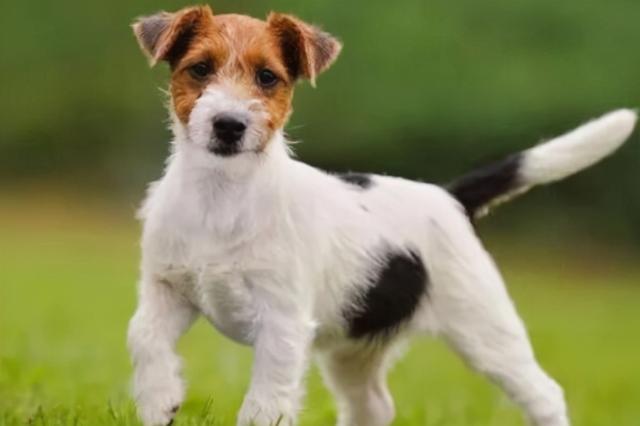 阿拉斯加大型犬，狗的品种大全阿拉斯加（十大寿命最长的狗品种）