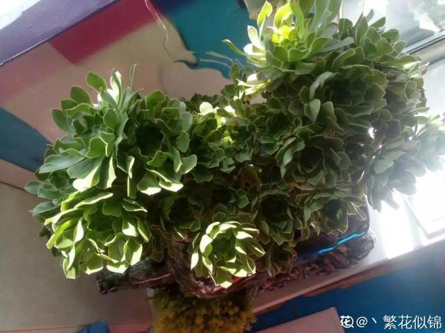 多肉叶片怎样才是完整的，掌握这个浇水秘籍