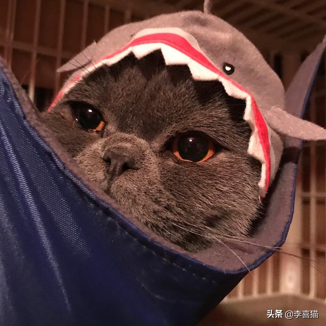猫流眼泪怎么回事，猫咪有时候会流泪是怎么回事（猫咪流眼泪是因为“感动”而哭——关于猫流眼泪的真相）