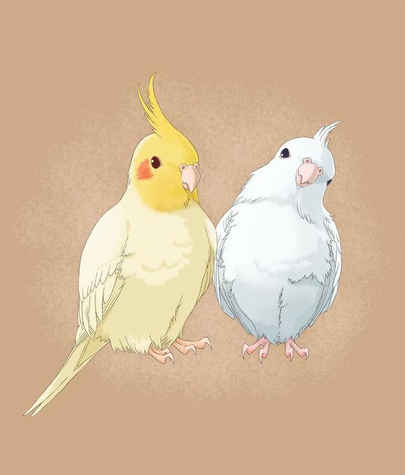 玄凤，玄凤鹦鹉的缺点以及特点