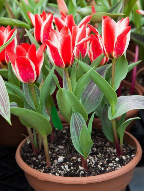 白色郁金香图片，10朵白色郁金香花语（白色郁金香花束）