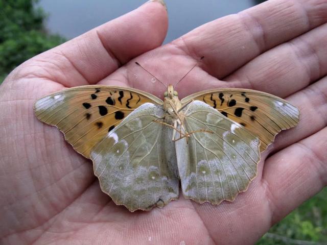 最常见的蝴蝶有哪几种，夏日赏蝶正当时