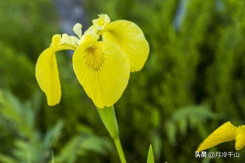 不同颜色鸢尾花的花语，不同颜色的花语你知多少