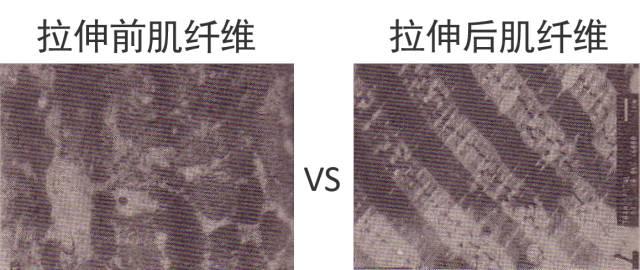跑后拉伸动作4分钟，#感受大自然的气息和美景