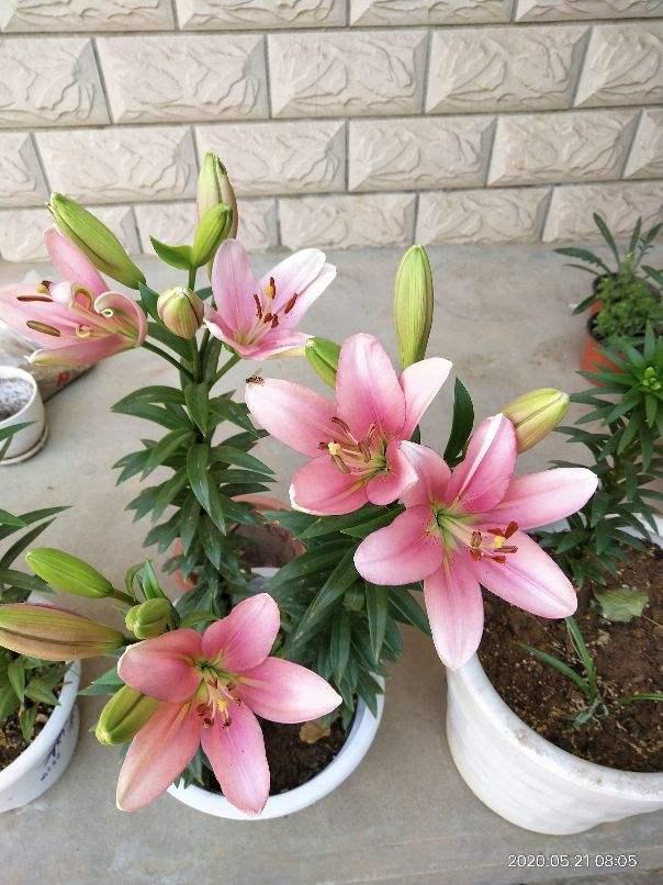 室内适合养的香花，养在家里味道清新