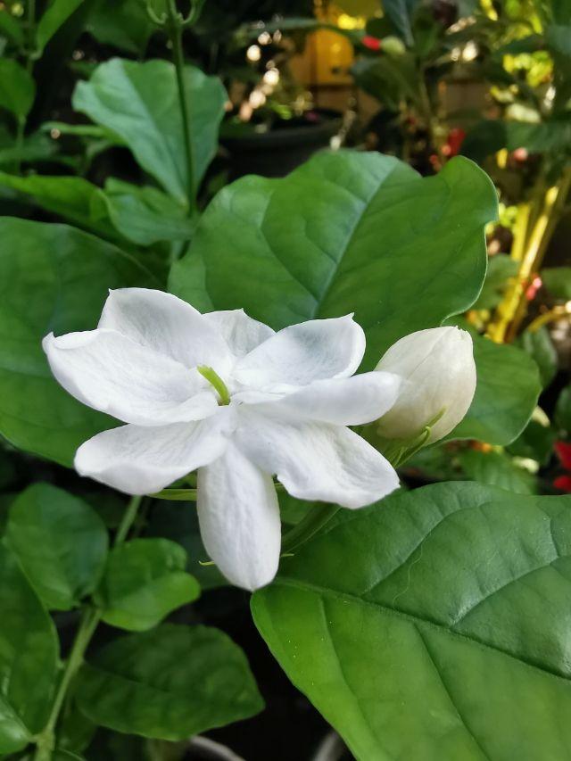 室内适合养的香花，养在家里味道清新