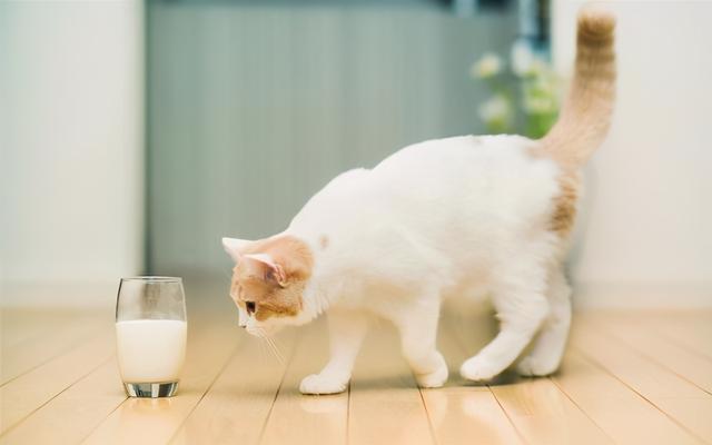 猫不能吃的东西，猫不能吃的所有食物（猫咪不能吃的10种常见食物大公开）