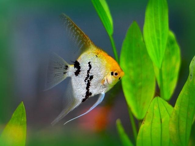 神仙鱼的习性和饲养，神仙鱼，你们认识吗