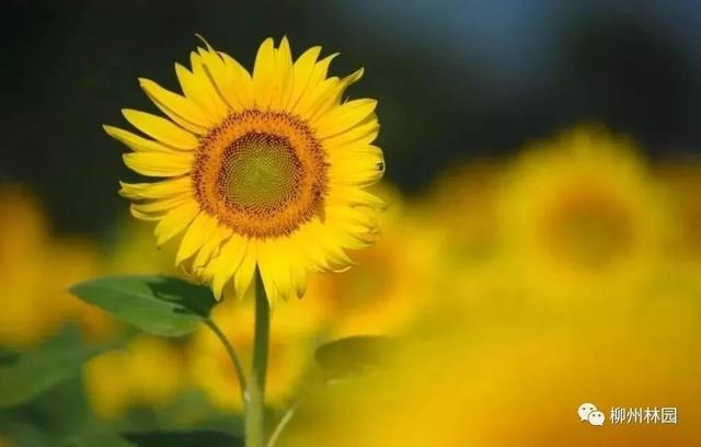 父亲节应该用什么花，推荐几款适合送给父亲的花