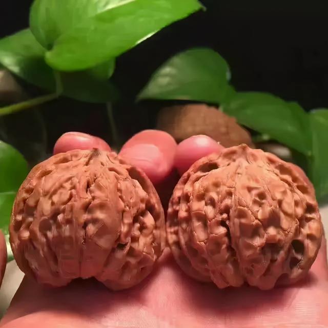 核桃盘多久能红，核桃怎么盘红得快（7天，核桃盘成牛津红）