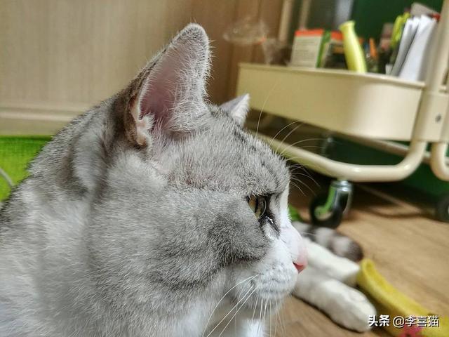猫流眼泪怎么回事，猫咪有时候会流泪是怎么回事（猫咪流眼泪是因为“感动”而哭——关于猫流眼泪的真相）