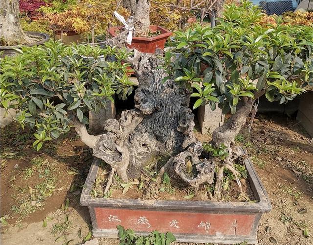 如何分辨桂花开不开花，秋意浓，最是桂花香