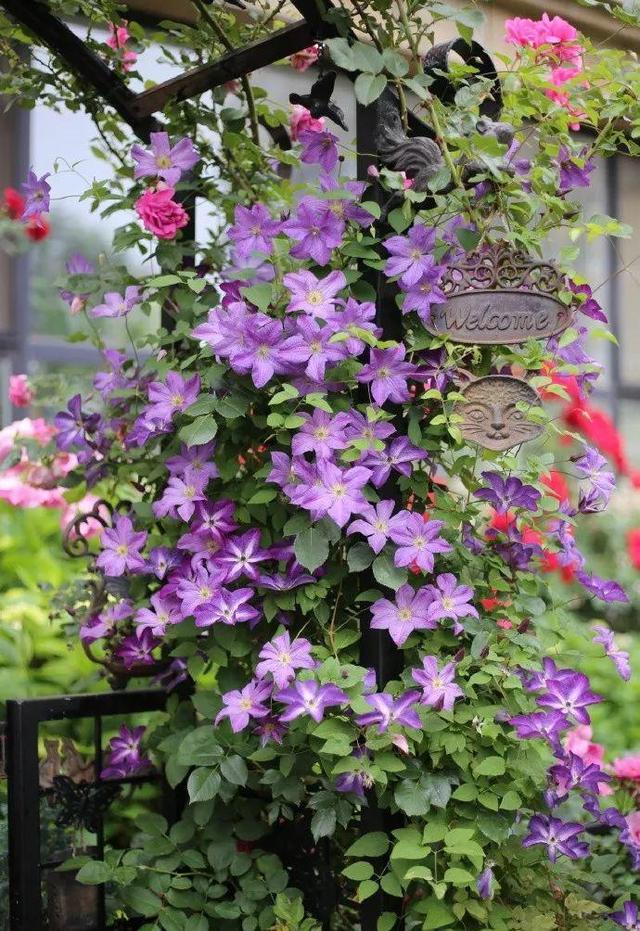 庭院中种什么爬藤花，院子里如果想搭设花廊架