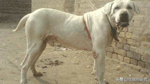 世界上最凶猛的犬，世界最凶猛十大犬种
