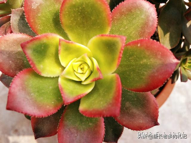 多肉植物艳日辉怎么养好，多肉植物艳日辉该如何养护