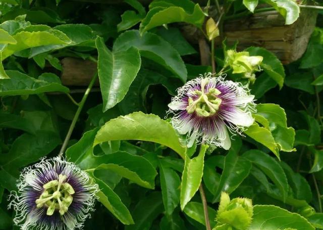 庭院中种什么爬藤花，院子里如果想搭设花廊架