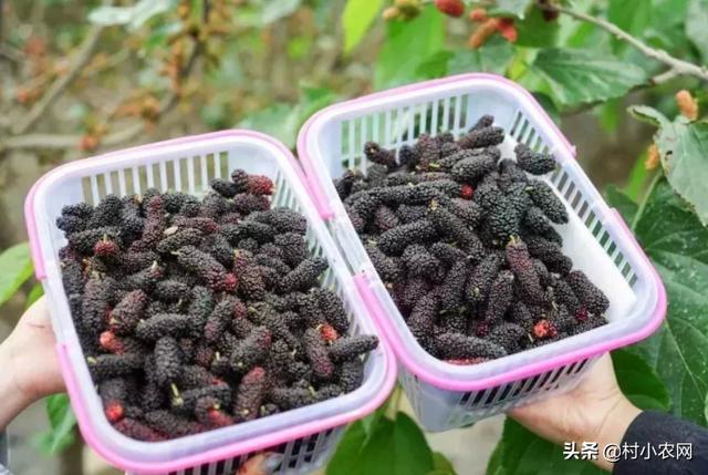 回乡创业的人士有哪些，回乡创业的人越来越多