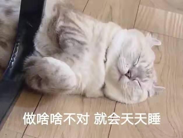 猫咪表情包大全图，可爱的猫咪表情包合集
