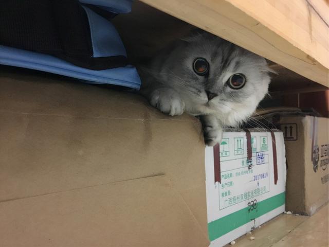 猫咪死前都有什么征兆，猫咪临死前的几个表现