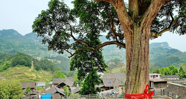 石林风景区图片，铜仁石林风景区（拥有全省最大的天然石林景观）