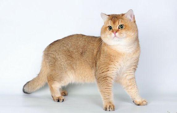 cfa猫，你必须了解关于英国短毛猫的一切