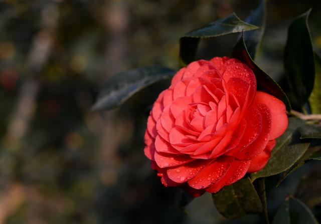 茶花怎么浇水可以让花开得更好，不掉叶、开花多、长得壮