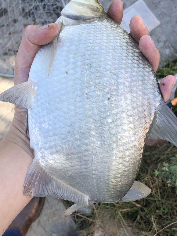 初秋鳊鱼很疯狂，鳊鱼的钓法及配饵