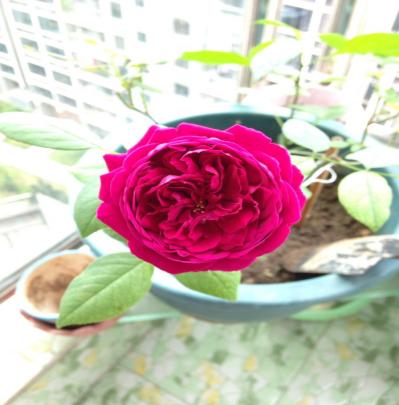 适合阳台养的小型月季哪个品种好，月季品种那么多