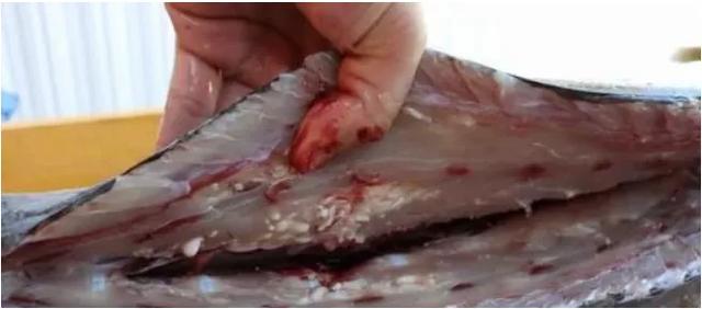 血蛤有寄生虫吗，最含有寄生虫的五种海鲜（30年前拉入禁吃黑名单）