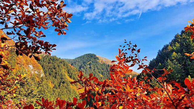 人间仙境满山红叶，原来是峨眉山的树叶红了……