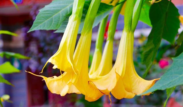 八种常见有毒花，这15种大毒花