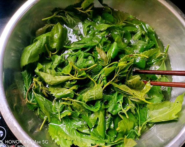 蚕宝宝除了吃桑叶还喜欢吃什么，蚕宝宝的一日三餐