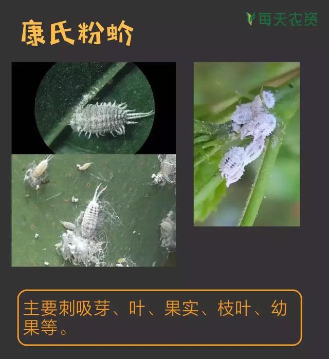 常见蚧类害虫汇总，蚧虫类虫害