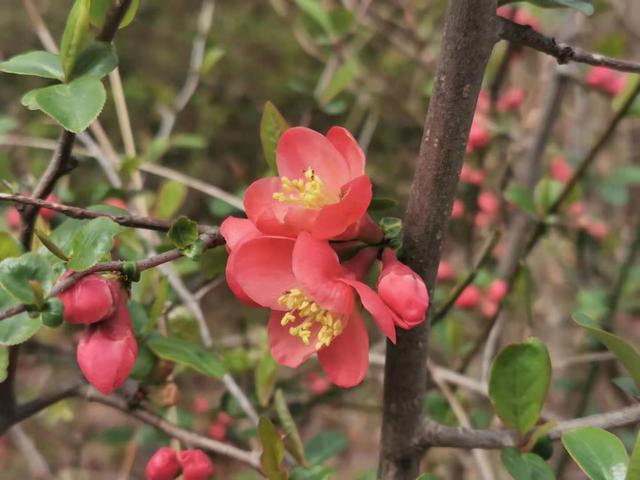 清明适合赏花的地方，纷纷春雨过后是最美人间四月天
