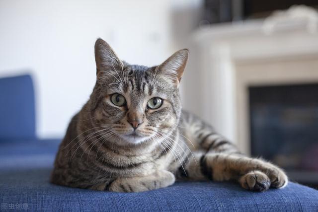 美国短毛猫性格及优缺点，美国短毛猫体重各阶段会不同