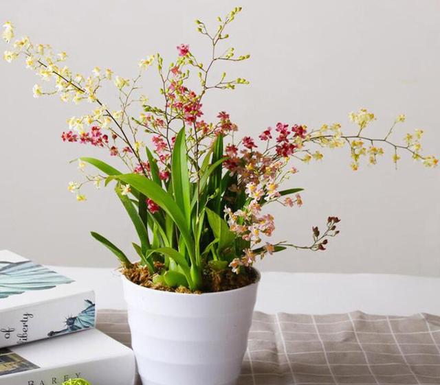 好养的室内植物文心兰，家里养盆文心兰
