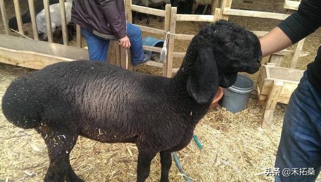 最贵的羊品种是什么，盘点全球最贵的四种羊