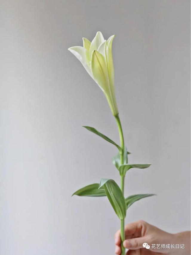 好看的重瓣百合，阳台养重瓣百合花