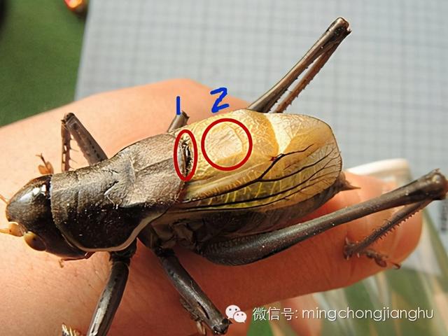 冬天和春天的蝈蝈有区别吗，这篇文章讲清楚了