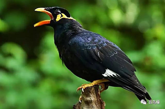 家八哥和鹩哥的区别，八哥与鹩哥常见问题解答