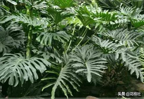 适合家里养的绿植，最好养的家中绿植（6种旺家的绿植优选）