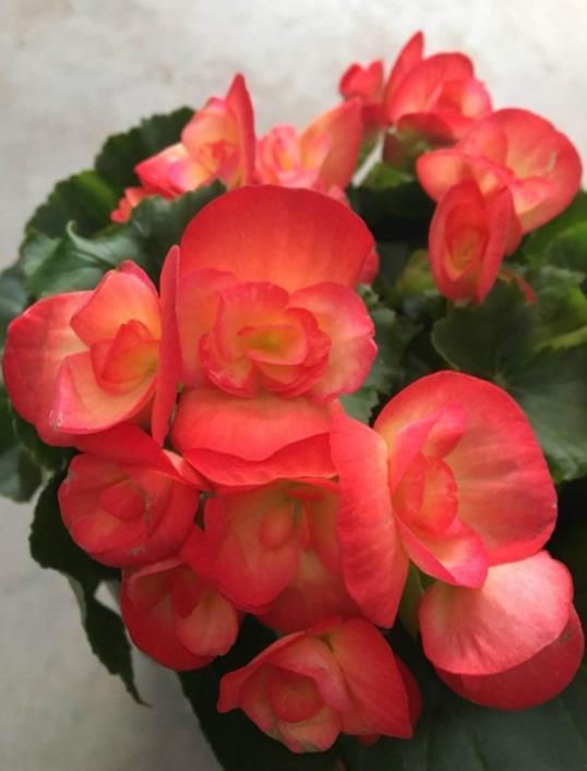 一年四季开花的海棠花，开花小巧花香足