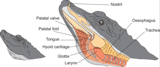 世界上最搞笑的诺贝尔奖，100万亿奖金的搞笑诺贝尔奖