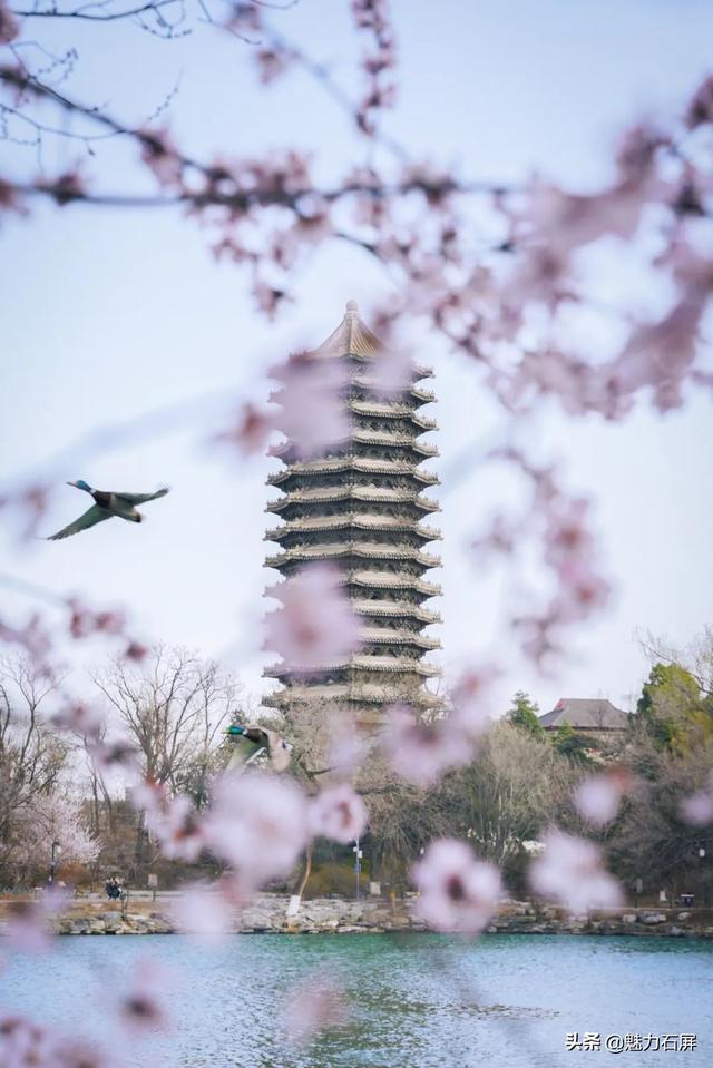 大学校花每一张都是壁纸，最美大学校花，哪个最漂亮