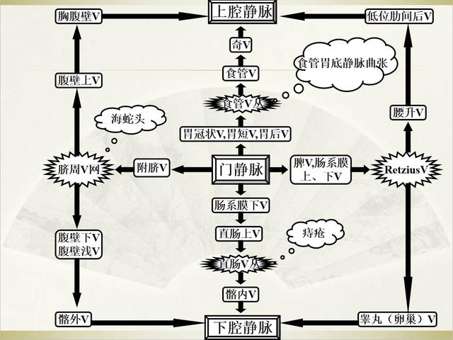 下腔静脉解剖图，颈外静脉分支血管解剖图（如何经肝脏测量下腔静脉图示）