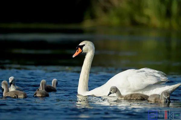 美国国鸟的品种，欧洲各国国鸟大全