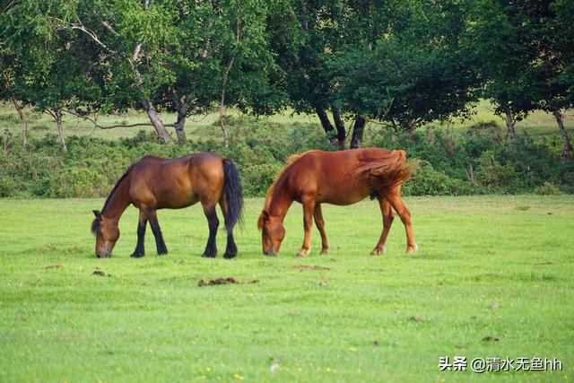 京北第一天路草原最佳游览，你在千松坝御风自驾