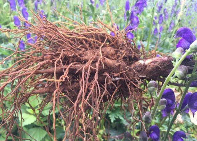 八种常见有毒花，这15种大毒花