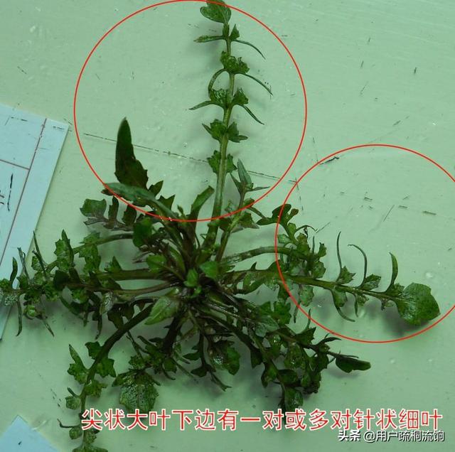 荠菜什么季节有，荠菜最好吃的季节（荠菜，经冬又迎春）