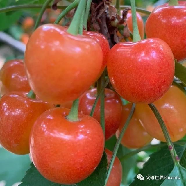 多吃水果对身体不好，就可能会“吃”出这些病来